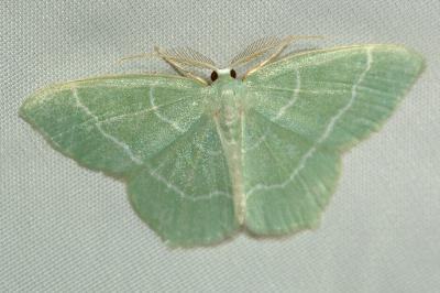 <i>Jodis lactearia</i>
