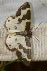 <i>Lomaspilis marginata</i>