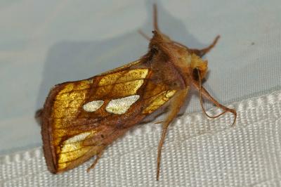 <i>Plusia festucae</i>