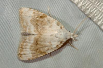 <i>Meganola albula</i>