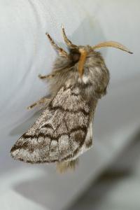 <i>Thaumetopoea pityocampa</i>