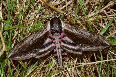 <i>Sphinx ligustri</i>