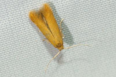 <i>Tischeria</i>