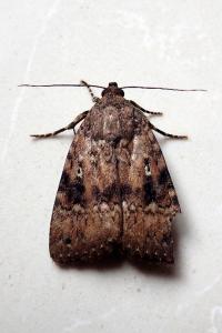 <i>Amphipyra pyramidea</i>