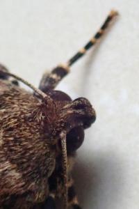 <i>Amphipyra pyramidea</i>