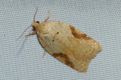 <i>Acleris ferrugana/notana</i>