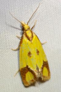 <i>Agapeta zoegana</i>