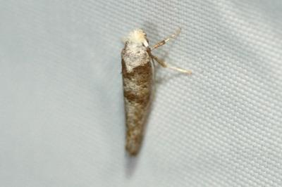 <i>Paraswammerdamia albicapitella</i>