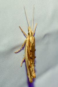 <i>Ypsolopha scabrella</i>