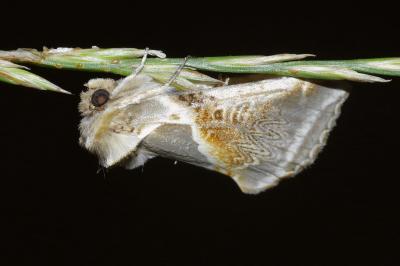 <i>Habrosyne pyritoides</i>