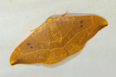 <i>Watsonalla binaria</i>