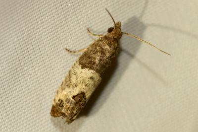 Spilonota ocellana