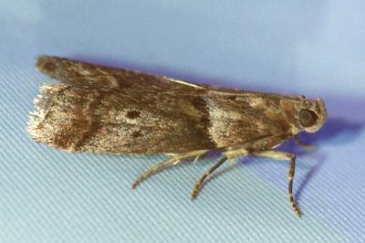 <i>Acrobasis consociella</i>