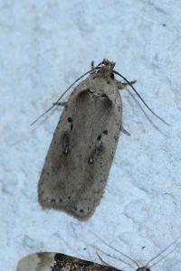 <i>Agonopterix yeatiana</i>