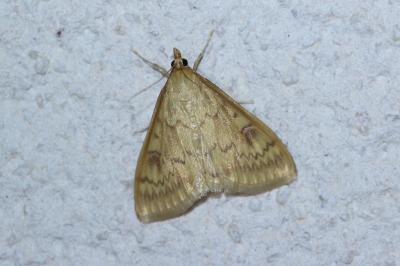 <i>Ostrinia nubilalis/scapulalis</i>
