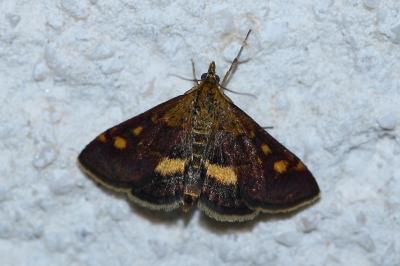 <i>Pyrausta aurata</i>
