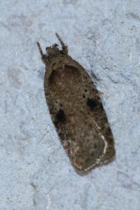 <i>Agonopterix propinquella</i>