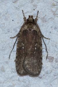 <i>Agonopterix</i>