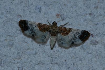 <i>Eupithecia breviculata</i>