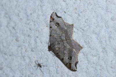<i>Macaria alternata</i>