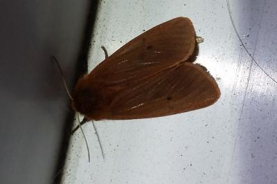 <i>Phragmatobia fuliginosa</i>