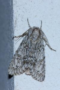 <i>Acronicta aceris</i>