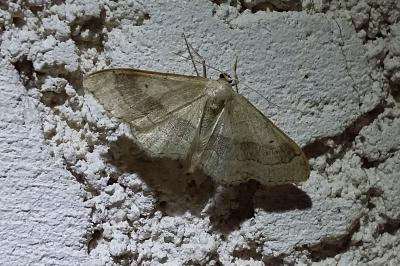 <i>Idaea aversata</i>