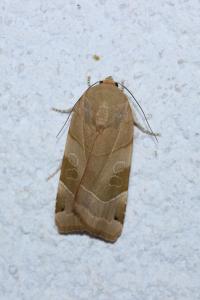 <i>Noctua fimbriata</i>
