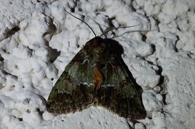 <i>Polyphaenis sericata</i>