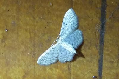 <i>Idaea fuscovenosa</i>