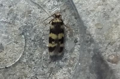<i>Oegoconia</i>