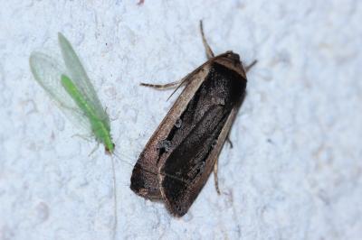 <i>Ochropleura leucogaster</i>