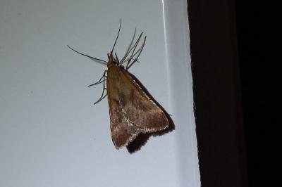 <i>Synaphe punctalis</i>