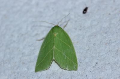 <i>Bena bicolorana</i>
