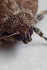 <i>Amphipyra pyramidea</i>