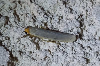 <i>Eilema caniola</i>
