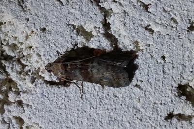 <i>Phycita roborella</i>
