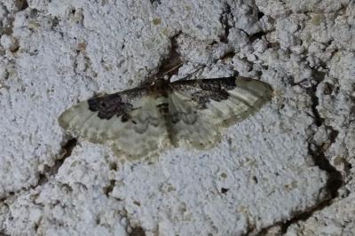 <i>Idaea rusticata</i>