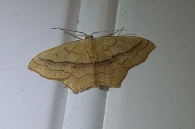 <i>Scopula imitaria</i>