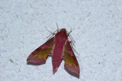 <i>Deilephila porcellus</i>