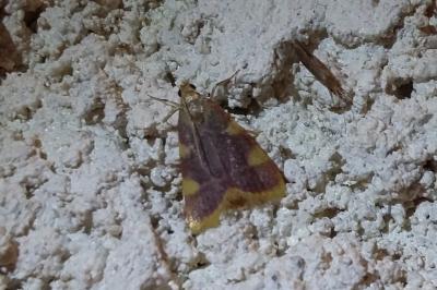 <i>Hypsopygia costalis</i>