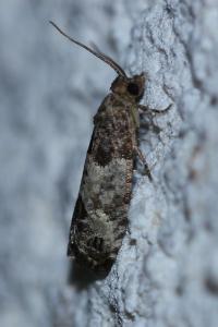 <i>Spilonota ocellana</i>