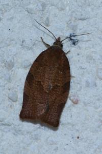 <i>Pandemis heparana</i>