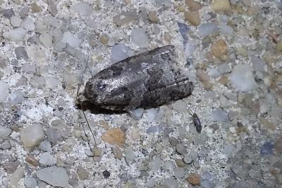 <i>Cnephasia</i>