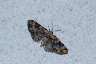<i>Eupithecia linariata</i>