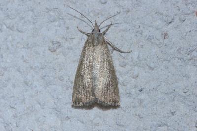 <i>Calamotropha paludella</i>