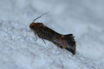 <i>Apodia bifractella</i>