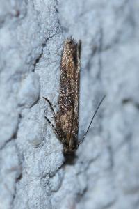 <i>Scrobipalpa costella</i>