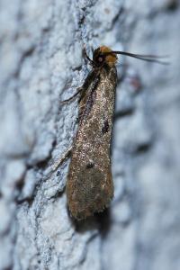 <i>Tinea trinotella</i>