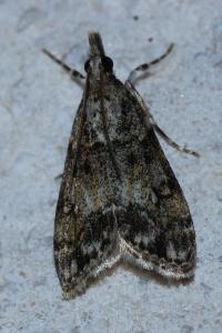 <i>Eudonia lacustrata</i>